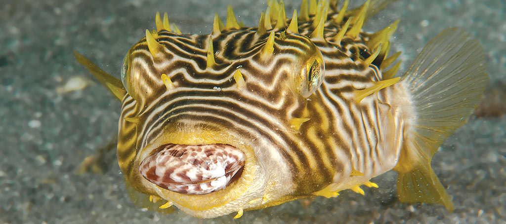 Burrfish