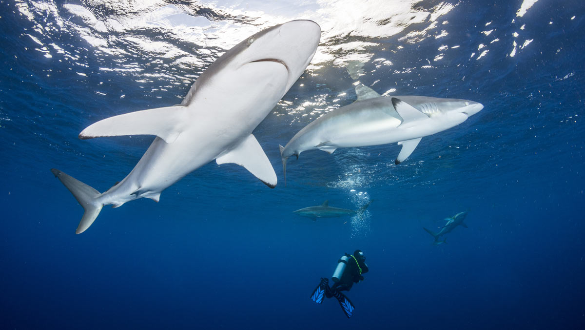 scuba diver and sharks